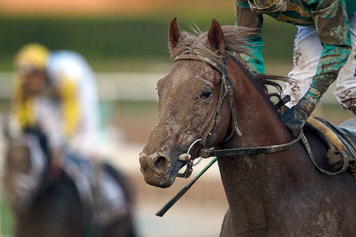 Code of Honor at the 2019 Breeders' Cup Classic at Santa Anita Park