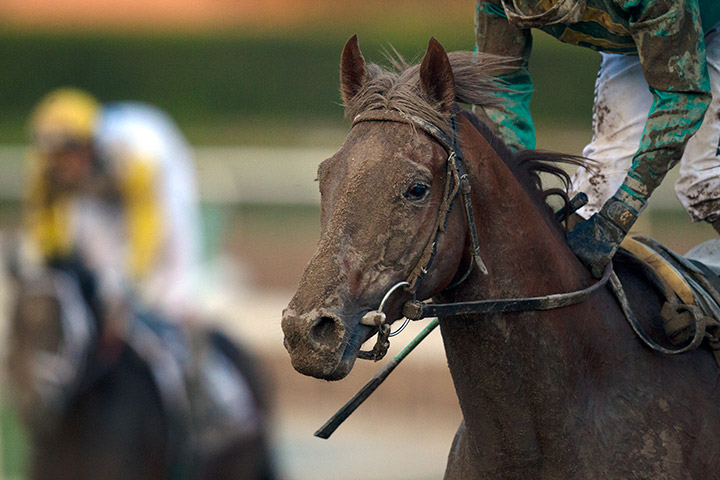 Code of Honor at the 2019 Breeders' Cup Classic at Santa Anita Park