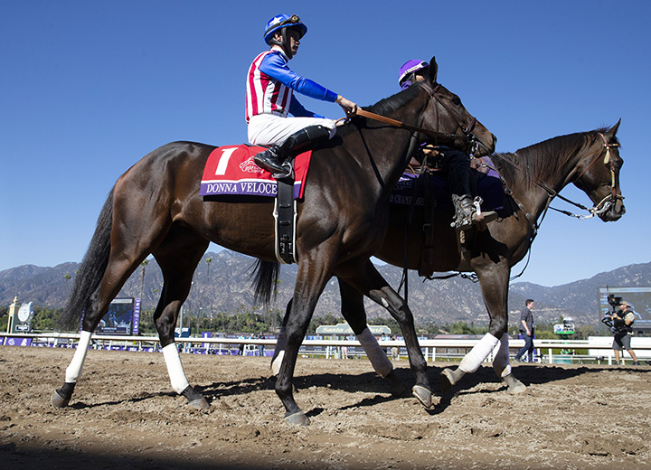 Donna Veloce at the 2019 Breeders' Cup at Santa Anita Park