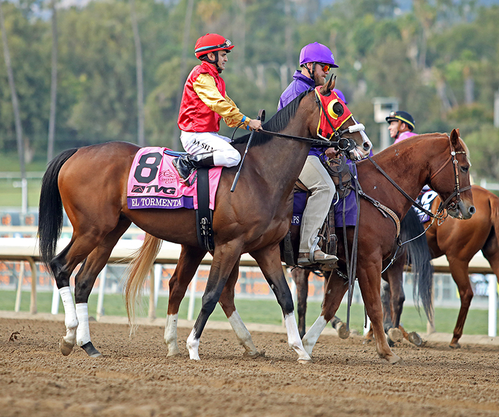 El Tormenta at the Breeders Cup Mile at Santa Anita Park