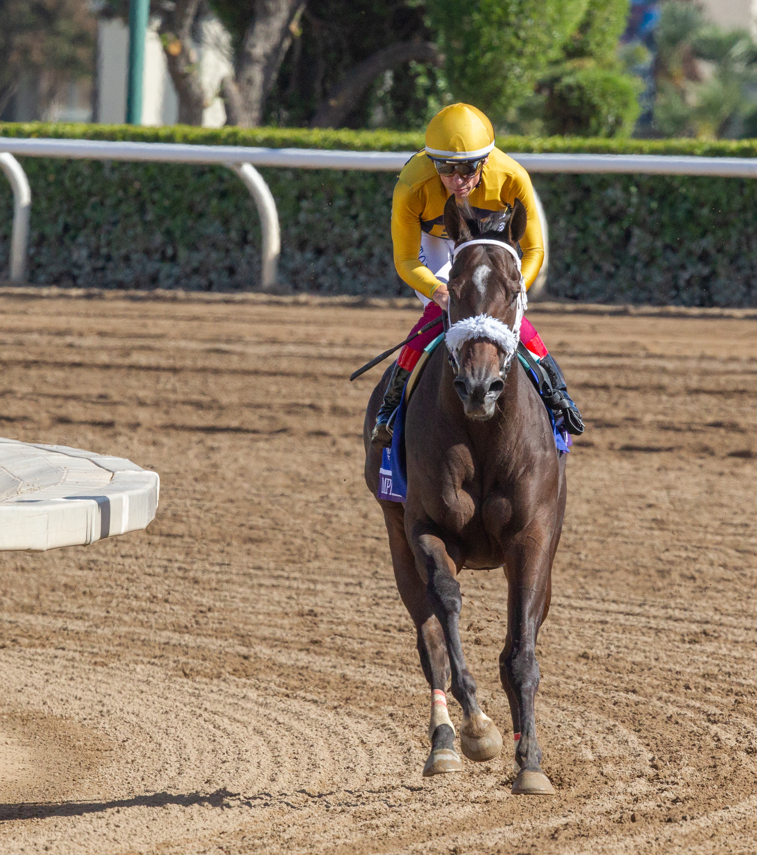 Imprimis after finishing sixth in the Breeders' Cup Turf Sprint at Santa Anita