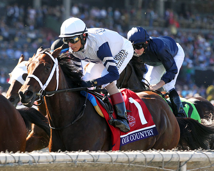 Our Country finishes eighth in the Breeders' Cup Juvenile Turf at Santa Anita Park