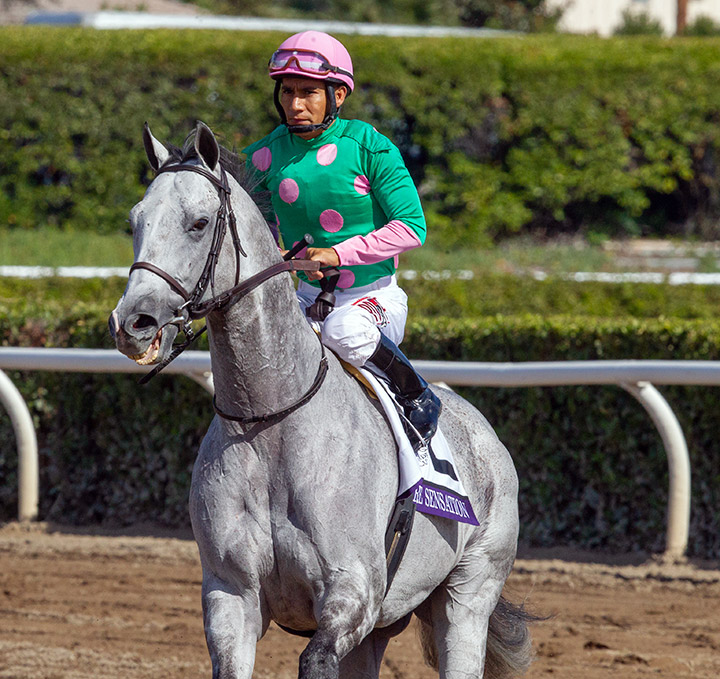 Pure Sensation at the 2019 Breeders' Cup Turf Sprint at Santa Anita