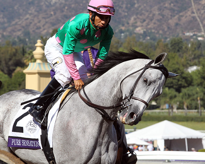Pure Sensation at the 2019 Breeders' Cup Turf Sprint at Santa Anita