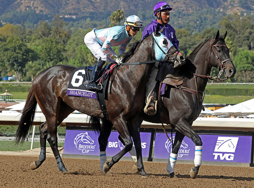 Shancelot at the 2019 Breeders' Cup Sprint at Santa Anita