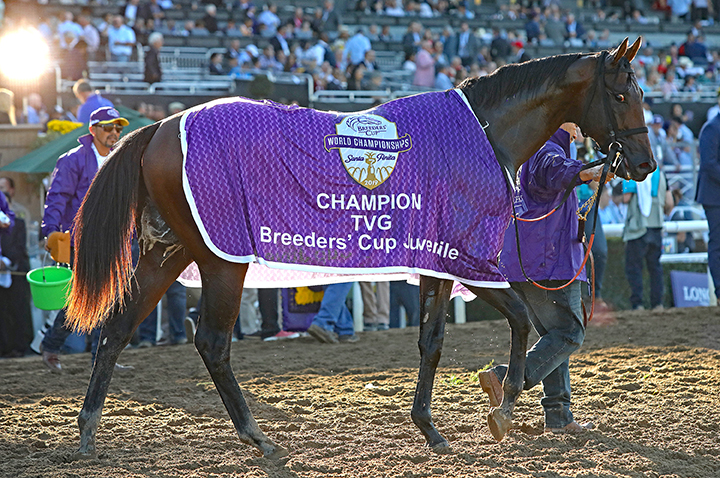 Storm the Court after winning the Breeders Cup Juvenile at Santa Anita