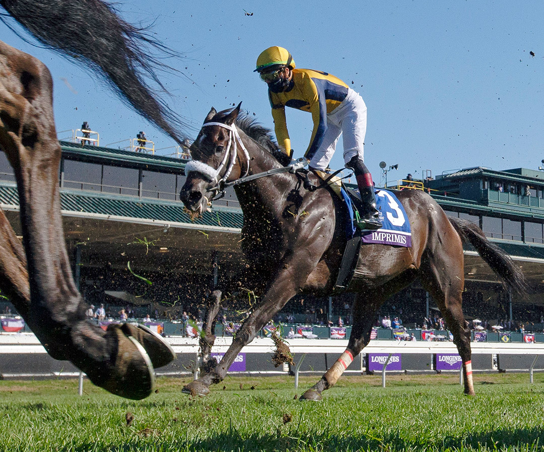 Imprimis finishes 13th in the Breeders' Cup Turf Sprint at Keeneland