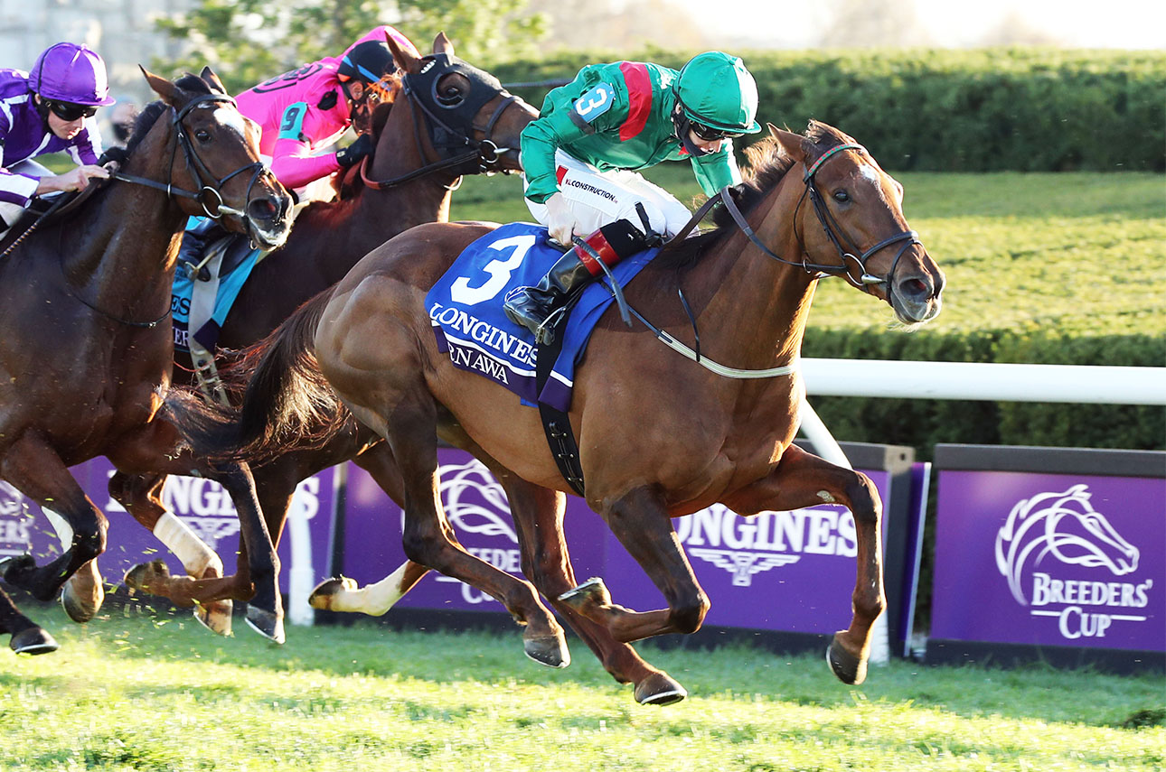 ECLIPSE turf female Tarnawa
