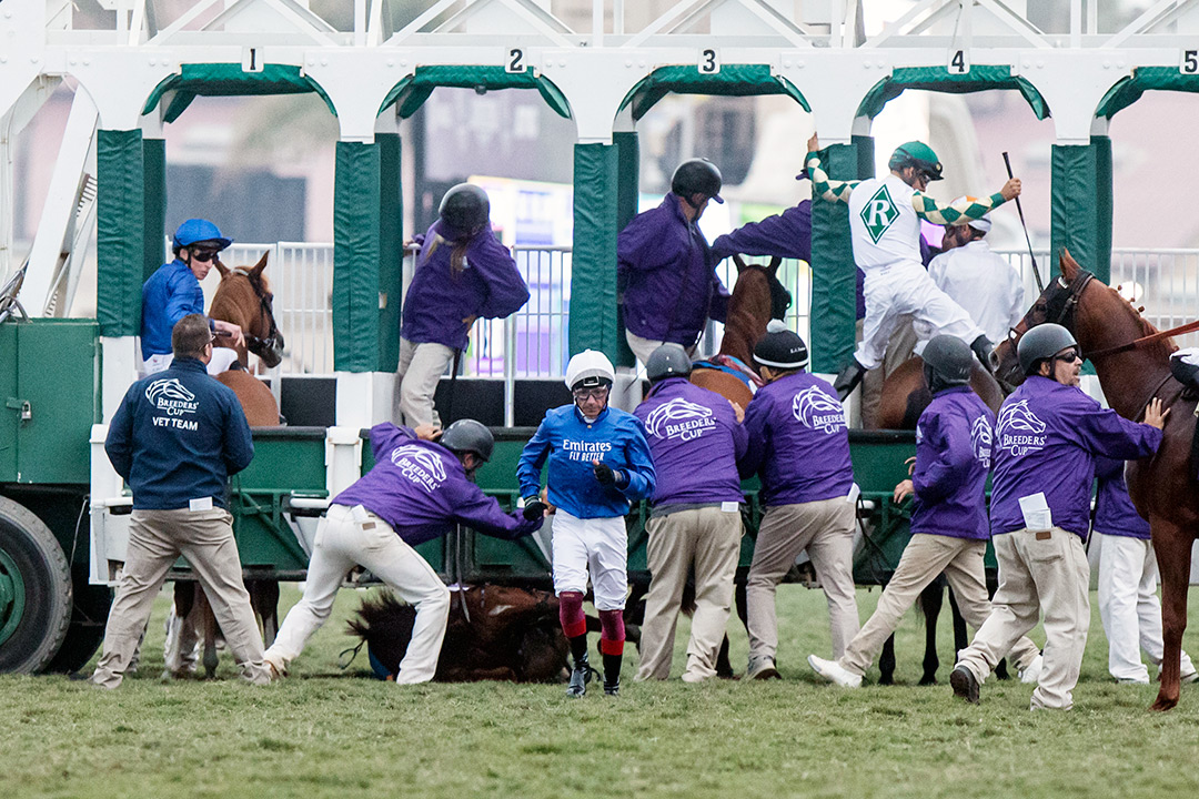 Jockey Frankie Dettori runs to get clear after Albahr turned himself over in the gate before the Breeders' Cup Juvenile Turf