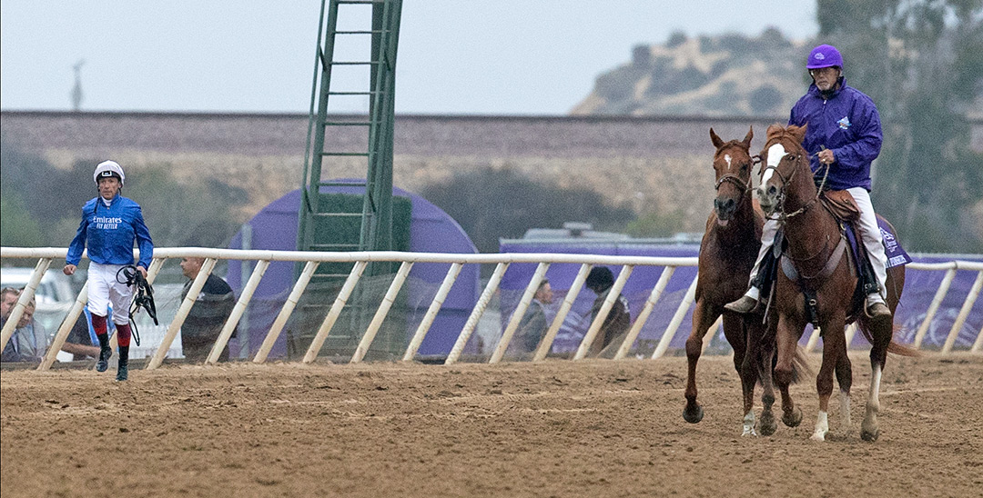 Albahr is led off the track after flipping over in the gate at the Breeders' Cup Juvenile Turf