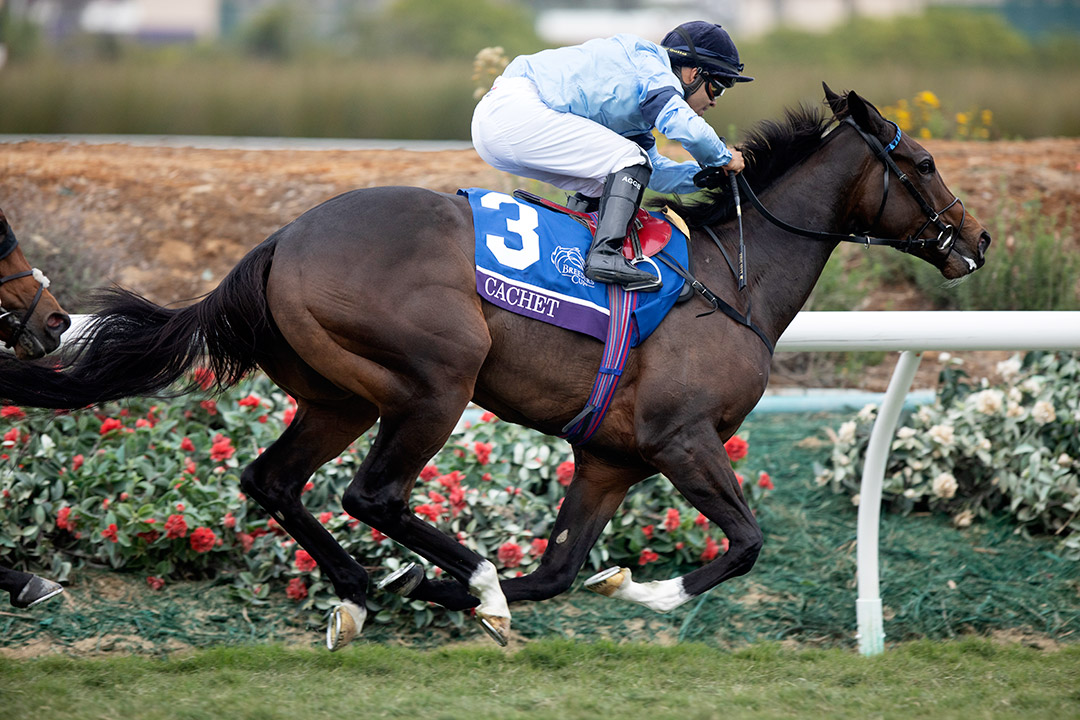 Cachet finishes fourth in the Breeders' Cup Juvenile Fillies Turf at Del Mar