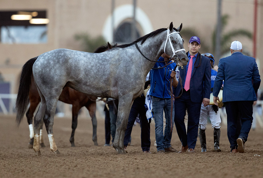 Essential Quality after the 2021 Breeders' Cup Classic at Del Mar