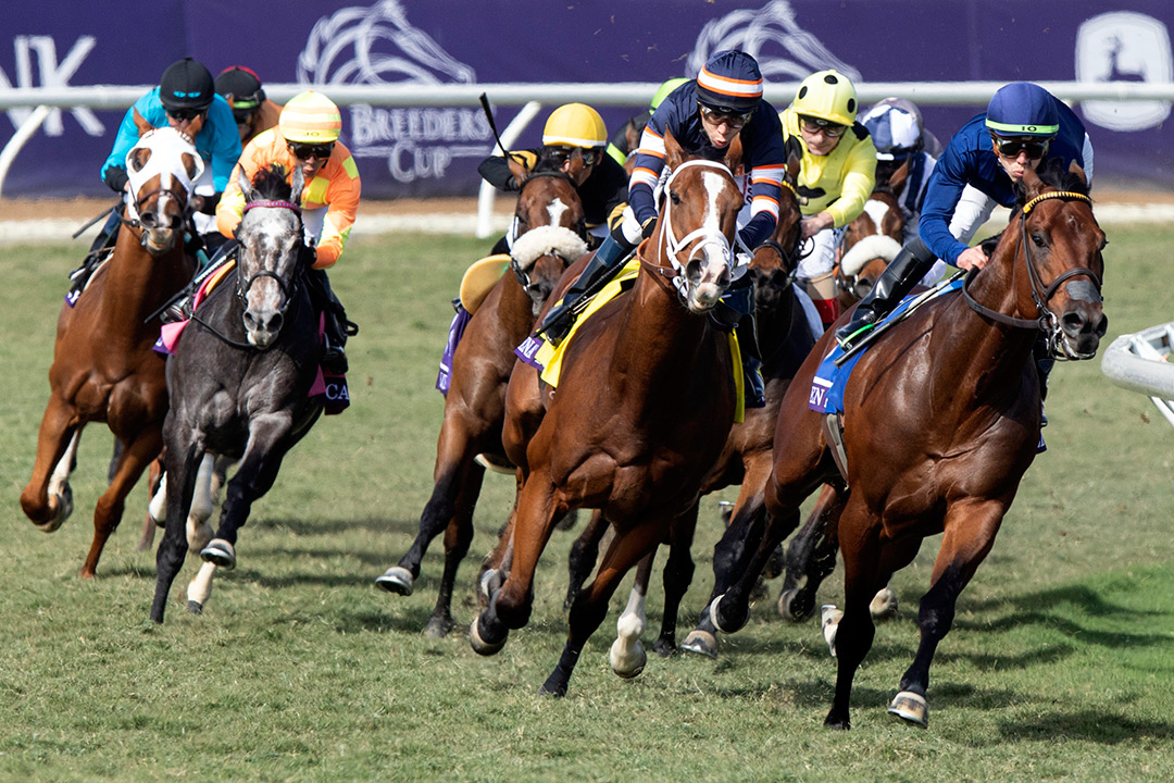 Golden Pal (right) heading into the stretch of the Breeders' Cup Turf Sprint at Del Mar