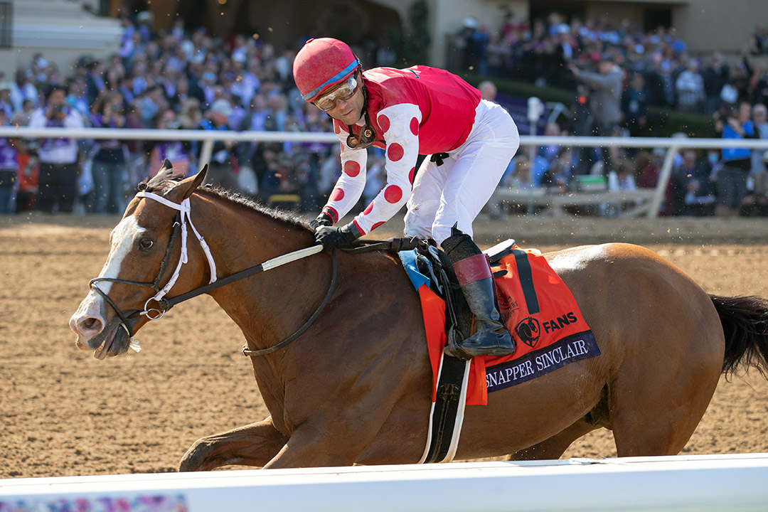 Snapper Sinclair finishes sixth in the 2021 Breeders' Cup Dirt Mile at Del Mar