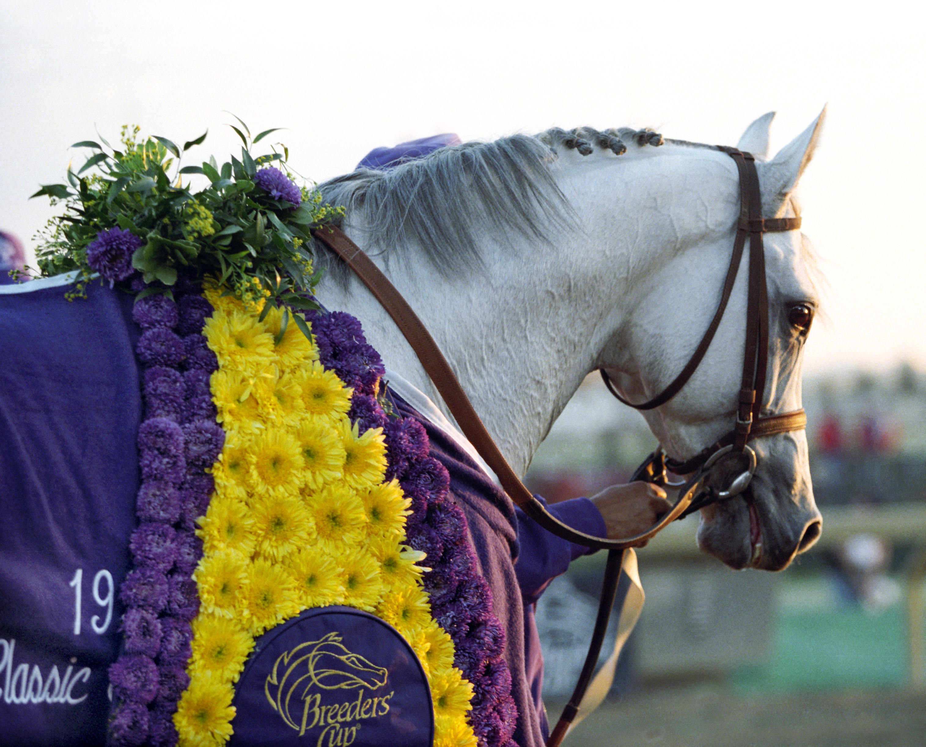 1996 Breeders' Cup Classic winner Alphabet Soup