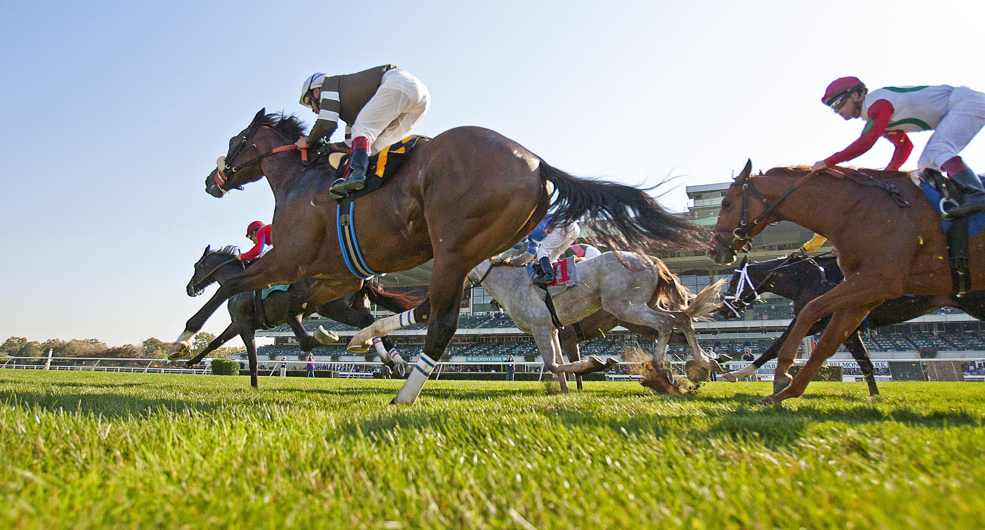 Belmont turf racing 2011