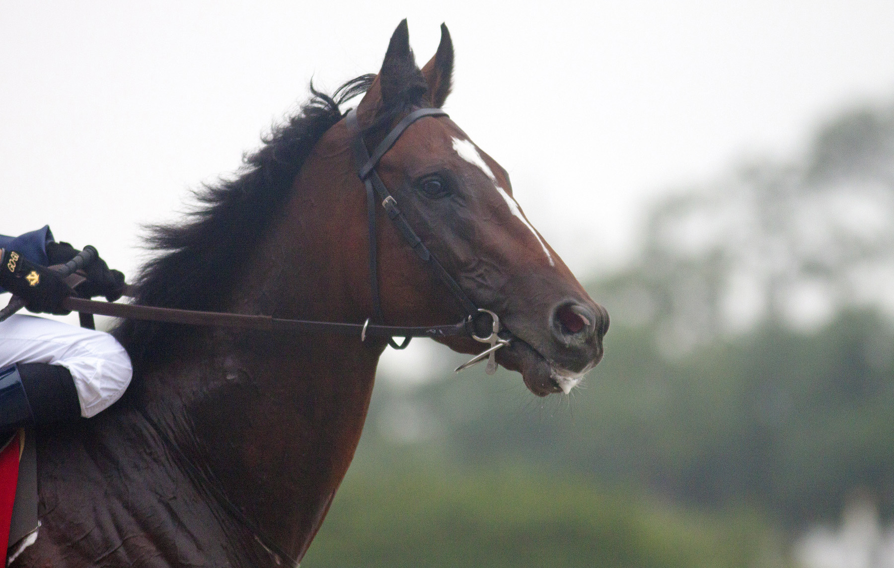 Dubai: South African champ Igugu returns in Balanchine Stakes
