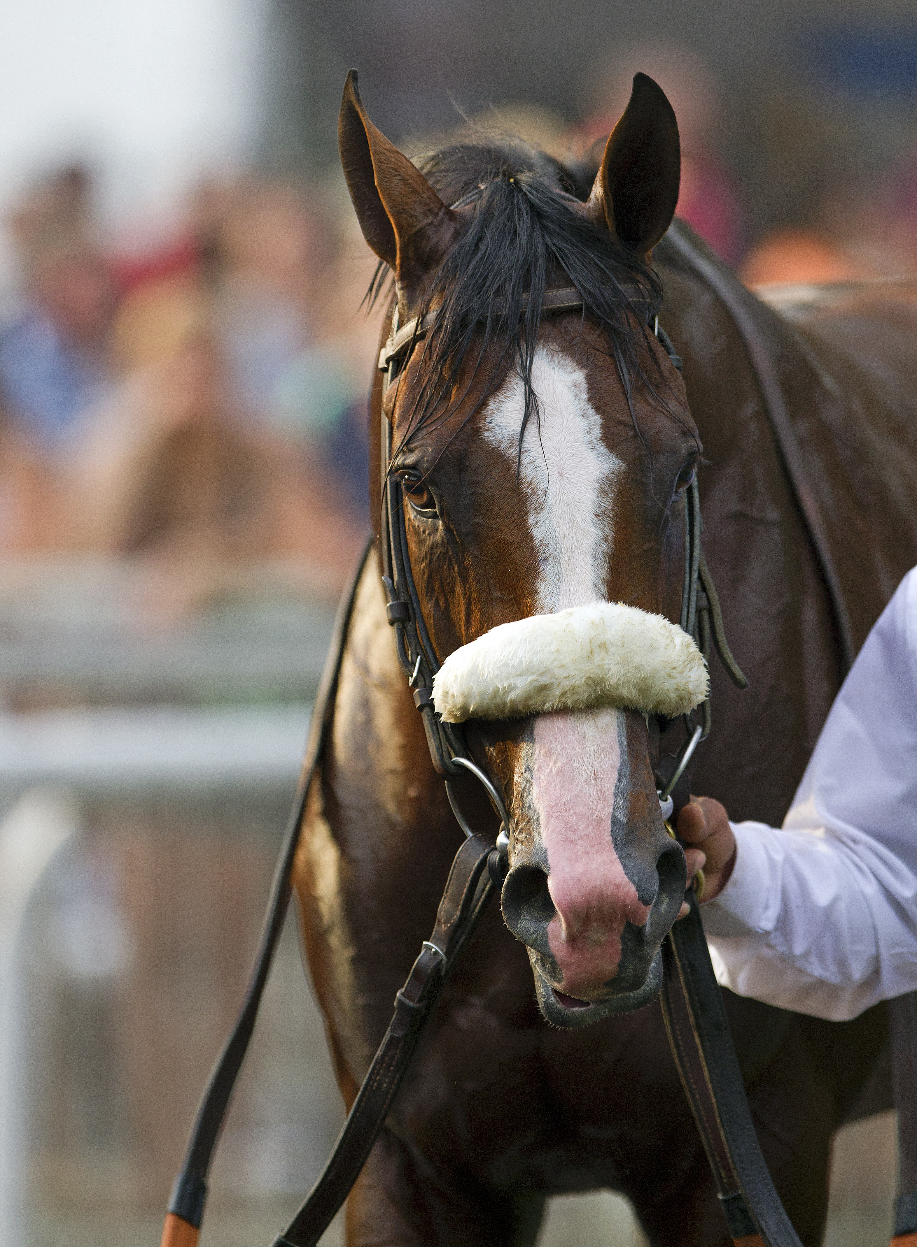 Union Rags officially retired, will stand at stud in 2013
