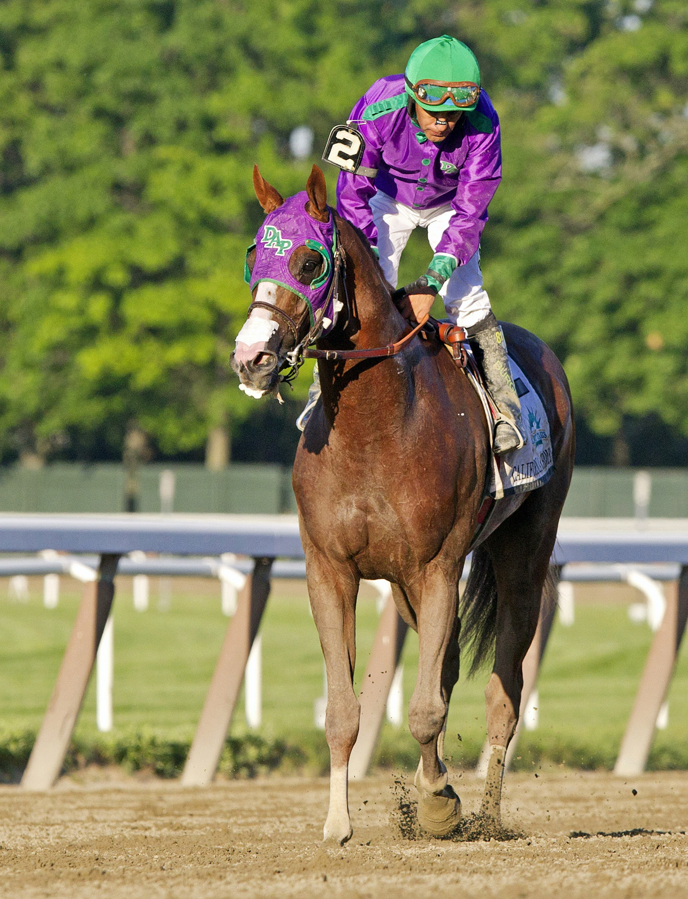 California Chrome after the Belmont Stakes