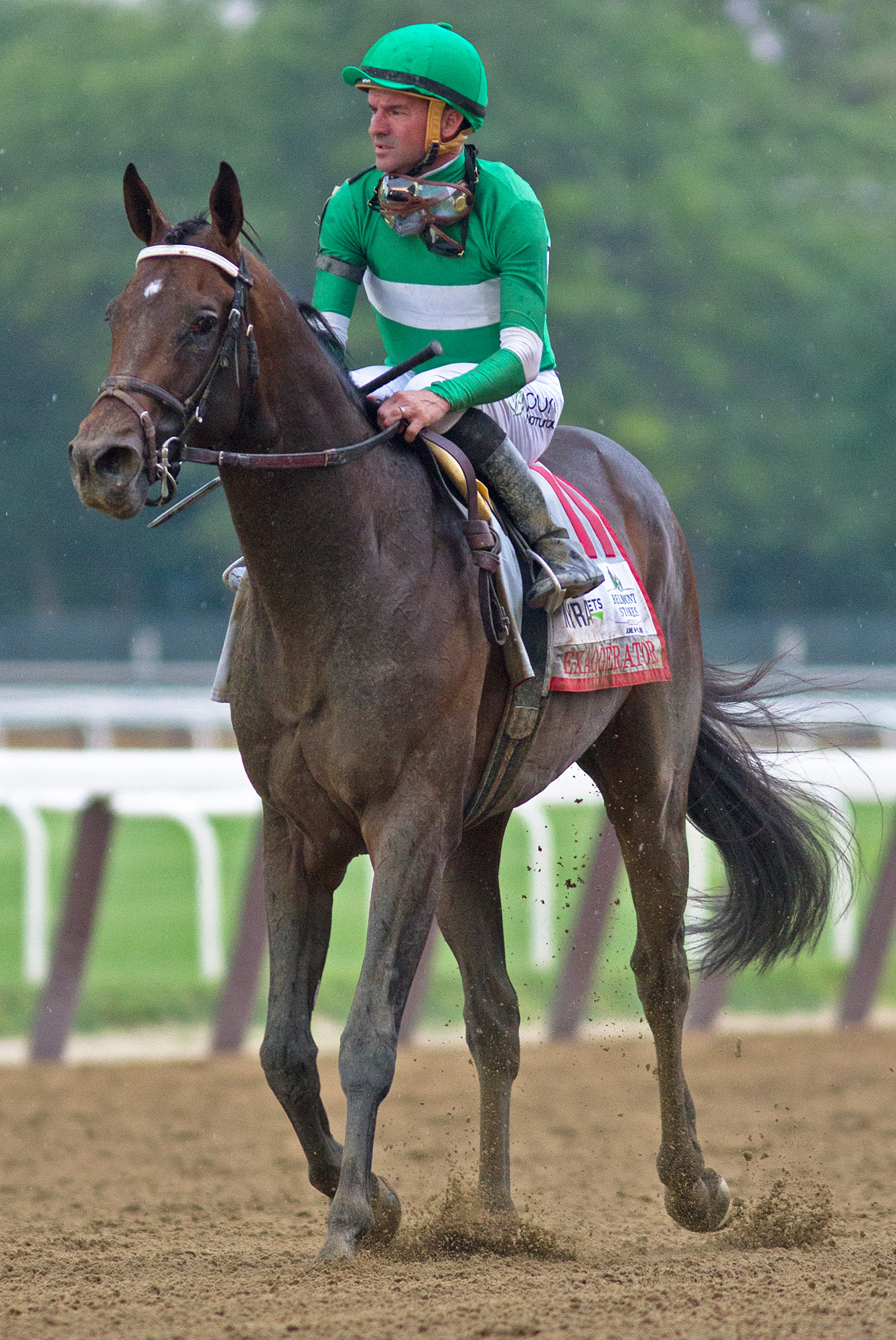 Exaggerator at the Belmont Stakes