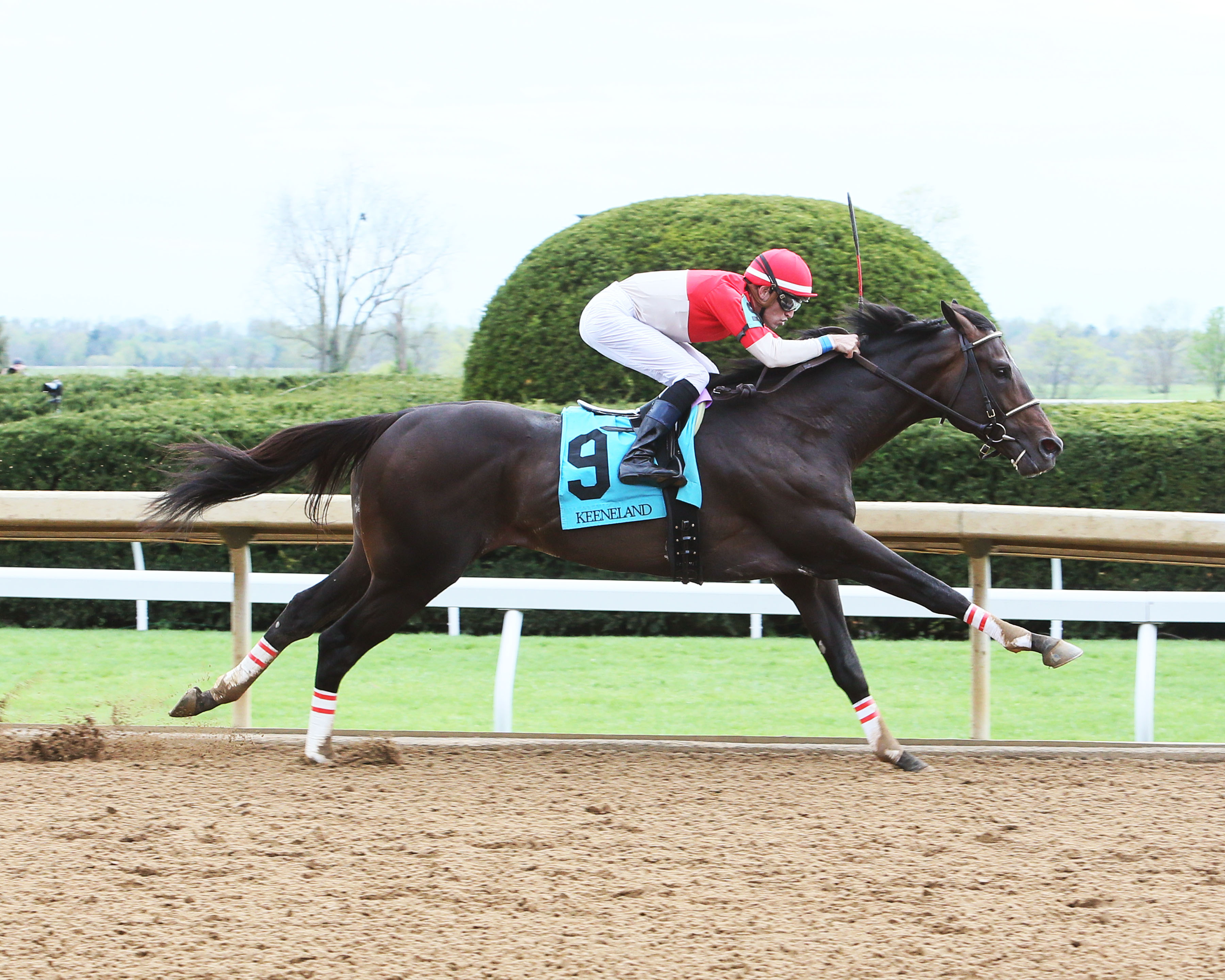 Bourbon Resolution wins the 2019 Ben Ali