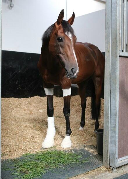 St Nicholas Abbey Fethard Equine Hospital