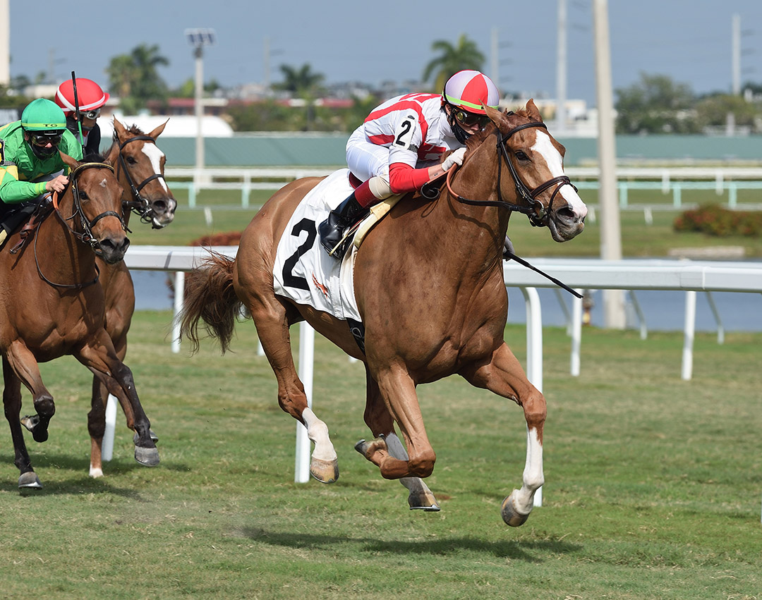 Bacchanalia wins a Jan. 15 allowance race at Gulfstream Park