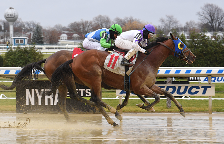 Backsideofthemoon wins a Nov. 24 claiming race at Aqueduct Racetrack