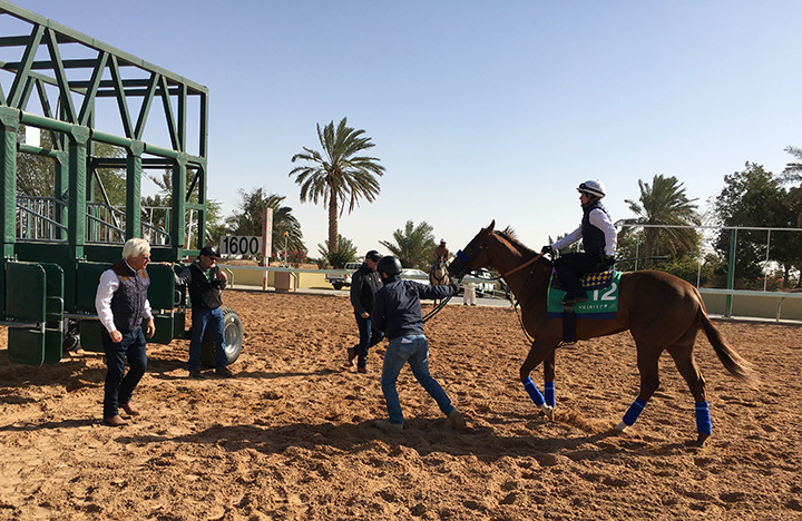 Mucho Gusto schools with trainer Bob Baffert at King Abdulaziz Racetrack