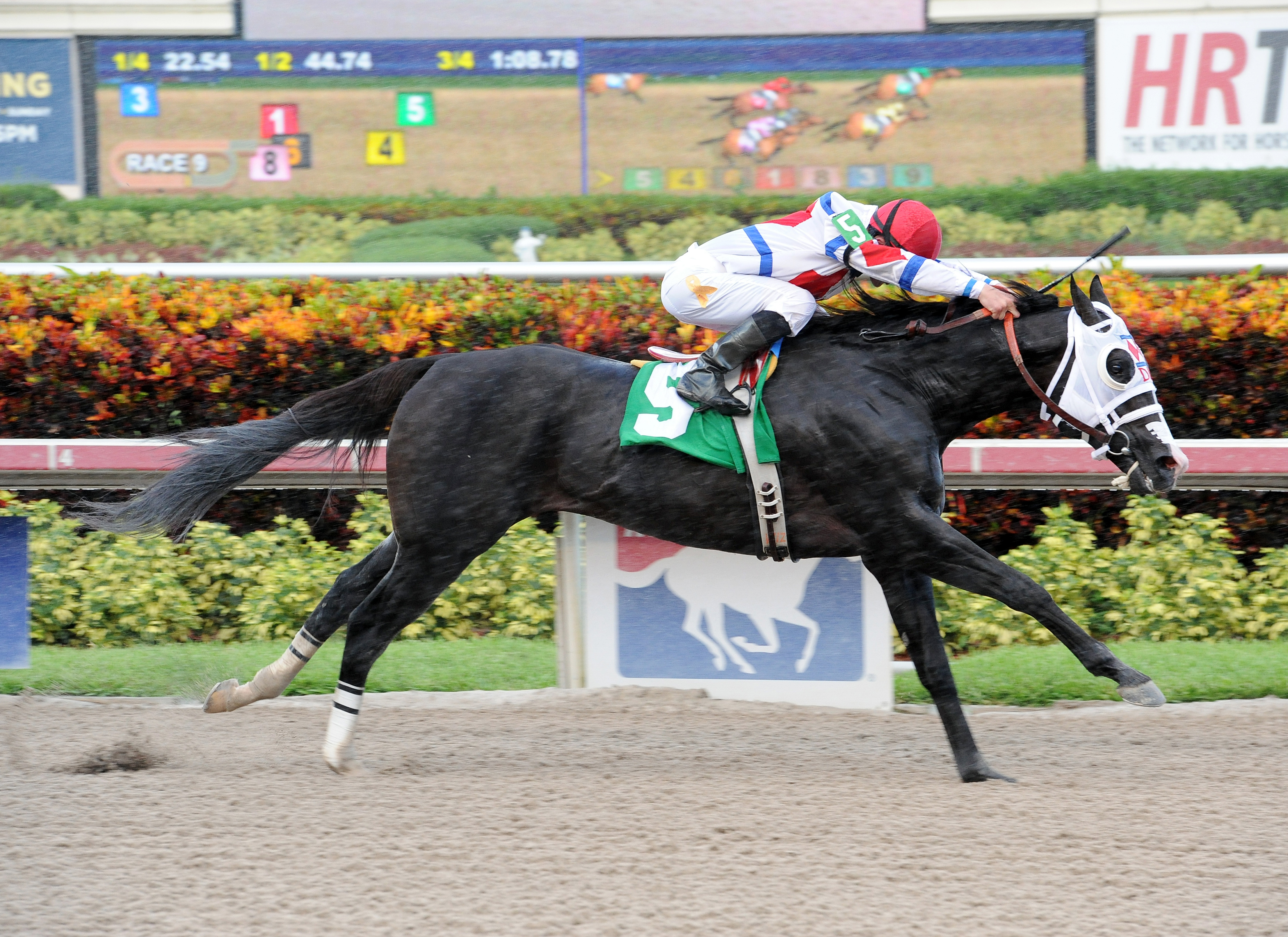Bahamian Squall wins an optional claimer