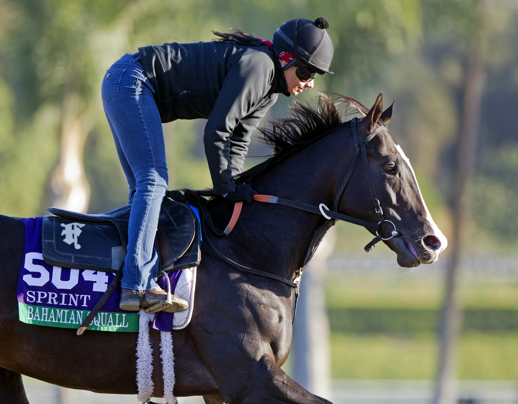 Bahamian Squall training for the Breeders' Cup
