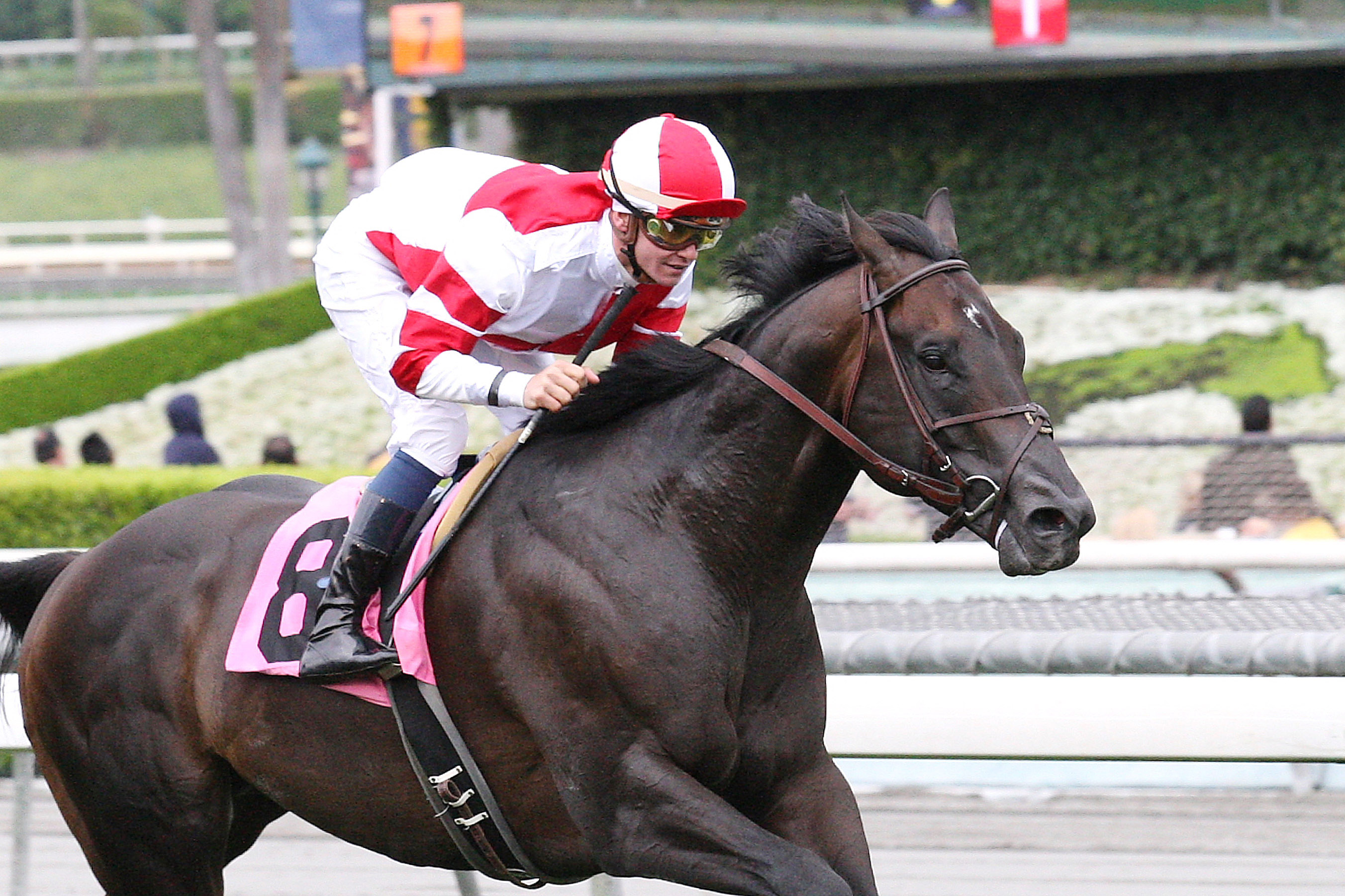 Bal a Bali wins the 2015 American Stakes