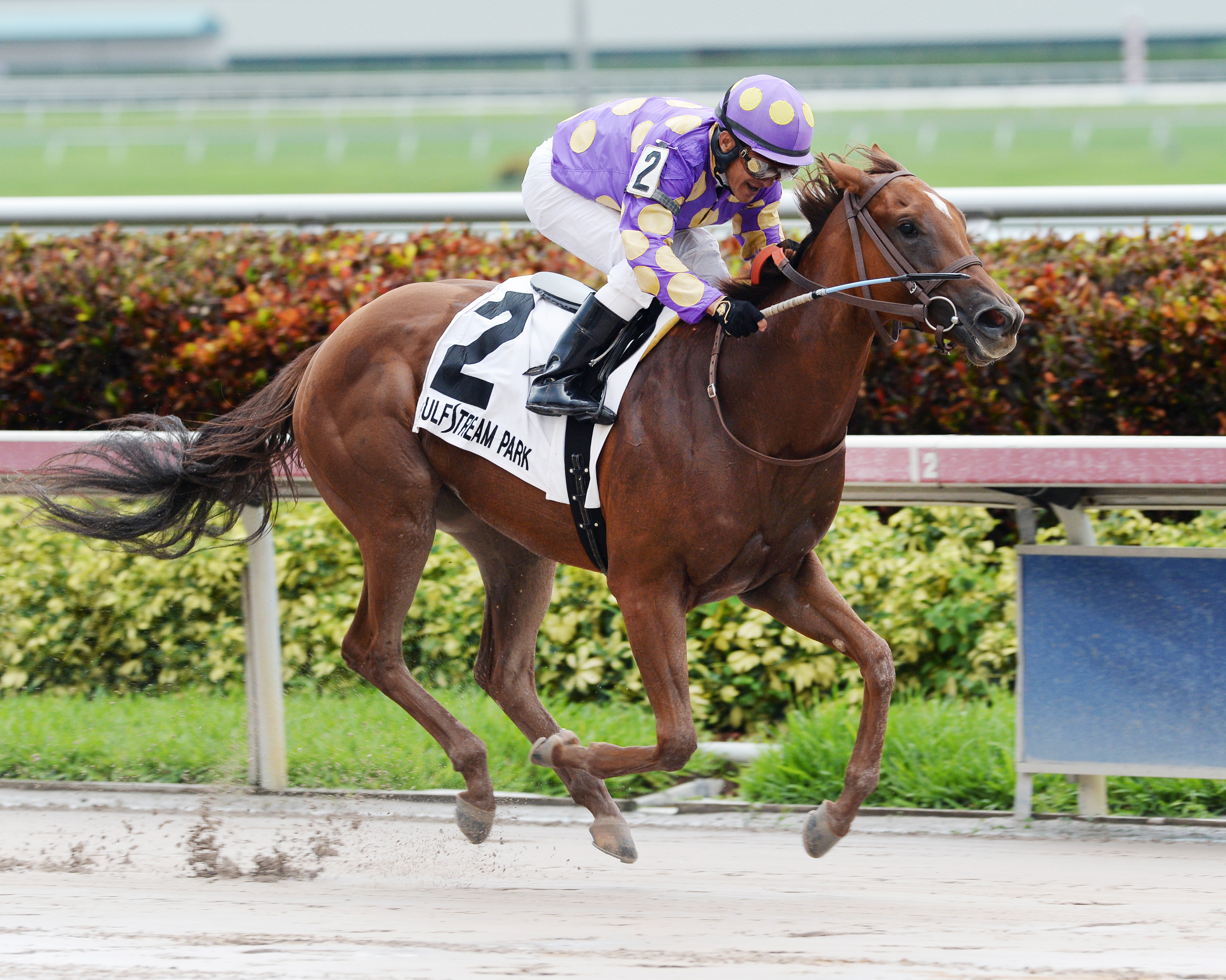 Ballet Diva wins the Susan's Girl Stakes