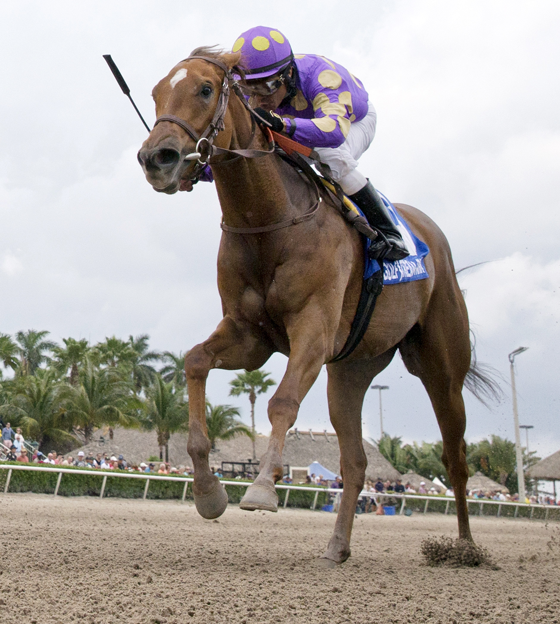 Ballet Diva wins the Any Limit Stakes
