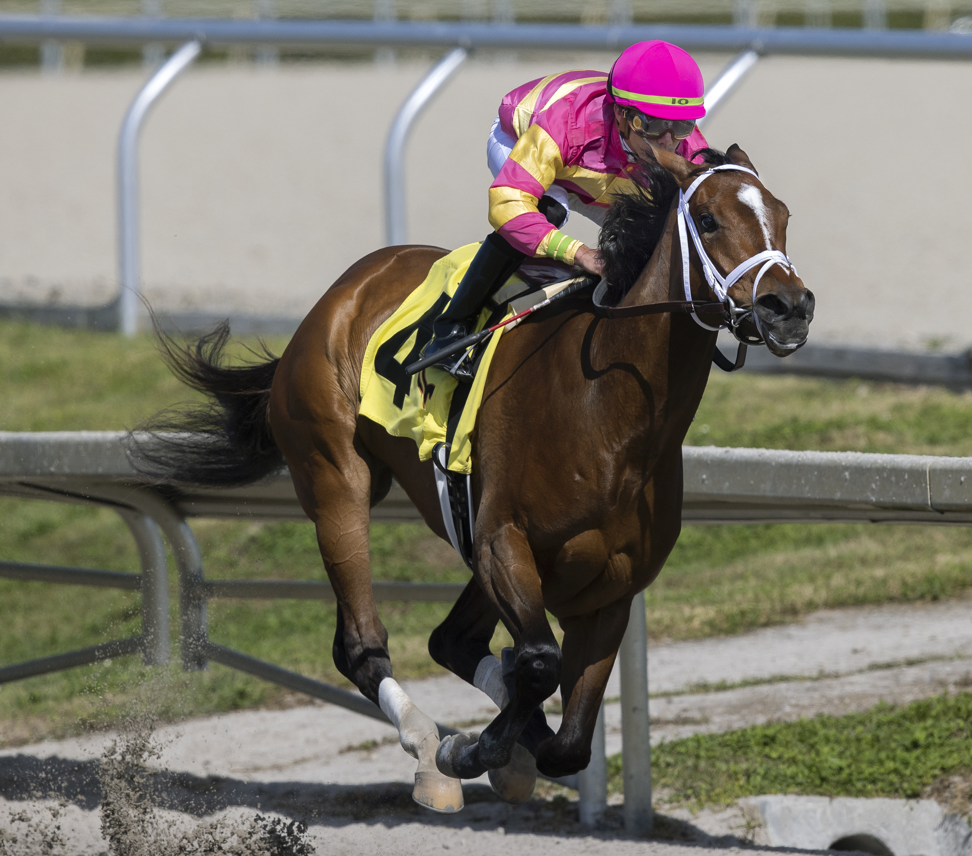 Bandita Breakout Beyer