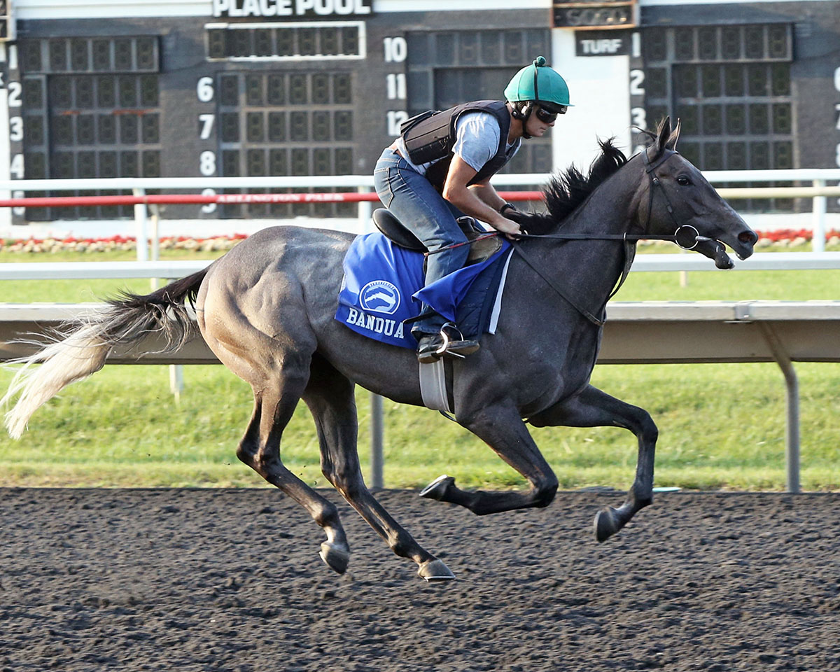Bandua trains at Arlington Park on Aug. 9