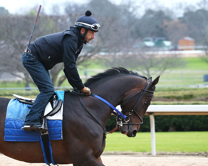 Bankit gallops at Oaklawn Park on Feb. 16