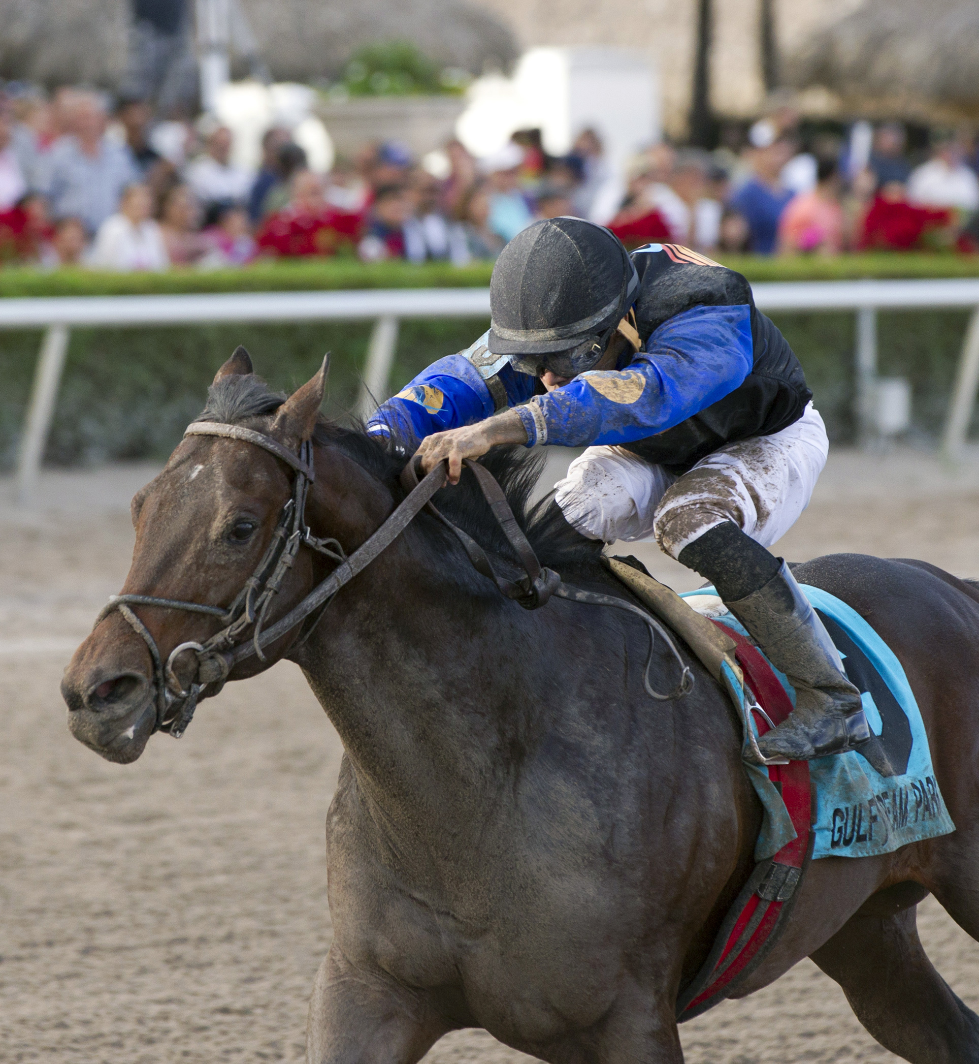 Barbados wins the Spectacular Bid