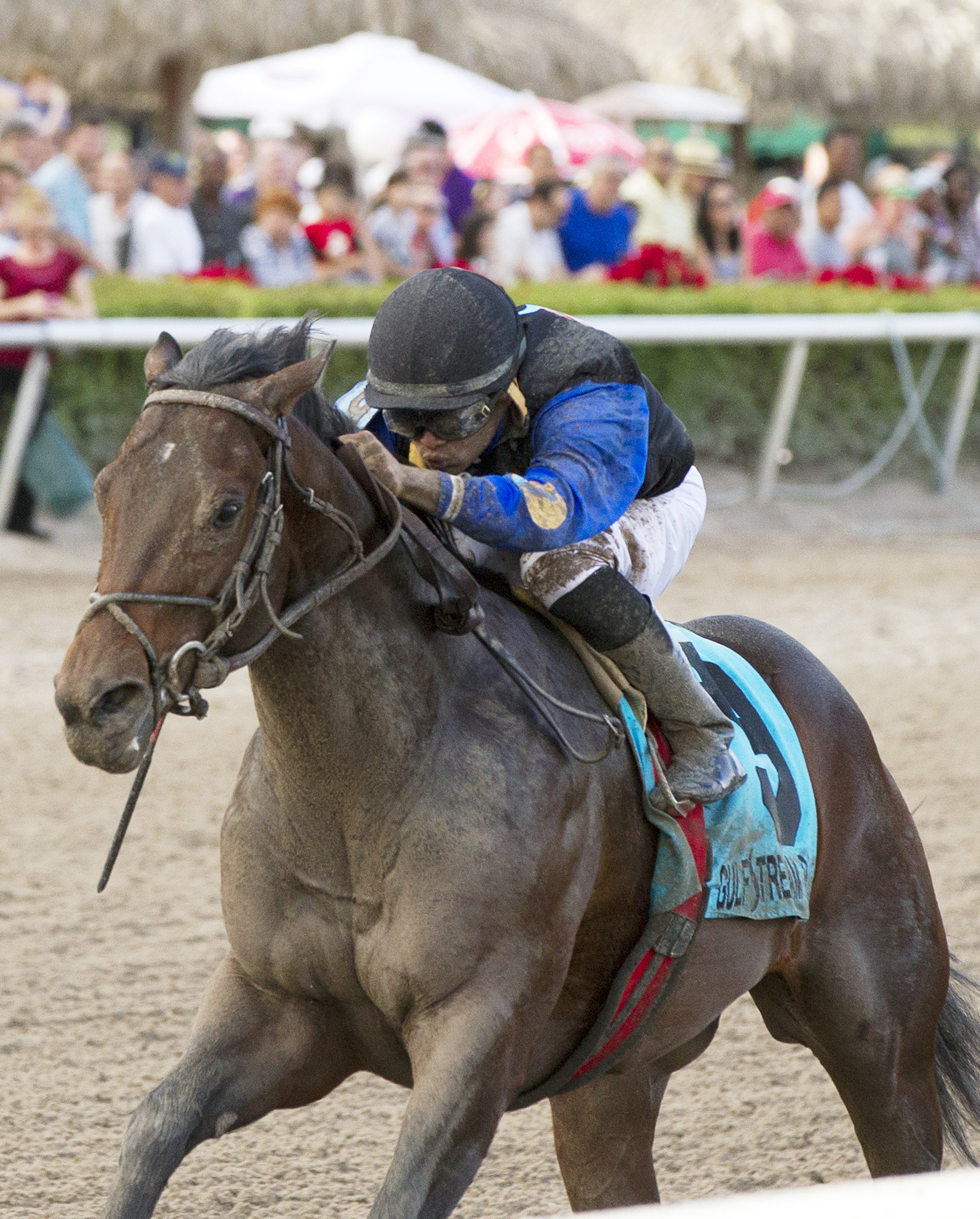 Barbados wins the Spectacular Bid