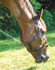 Barbaro
