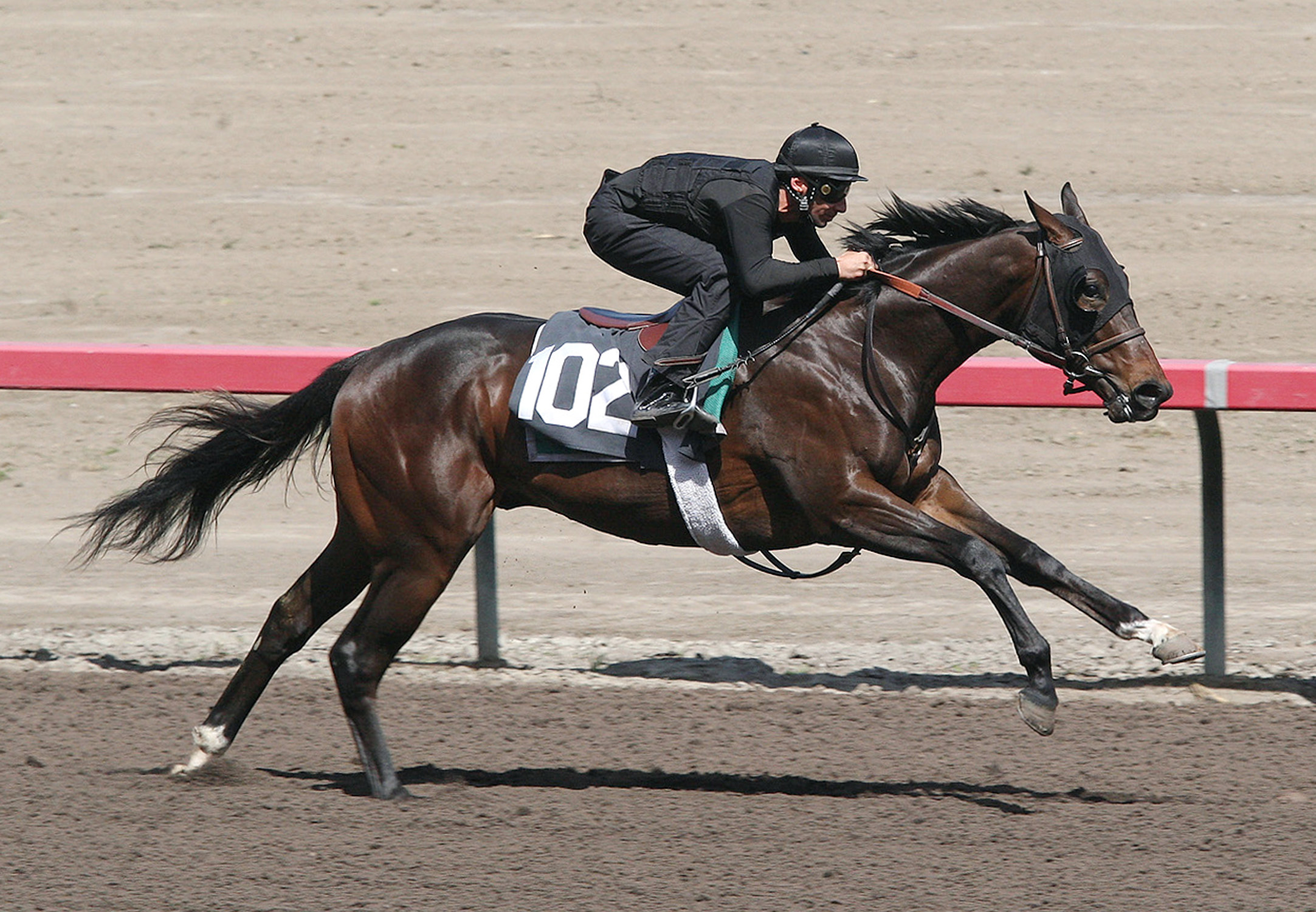 Barretts Sale, hip No. 102, March 18, 2011