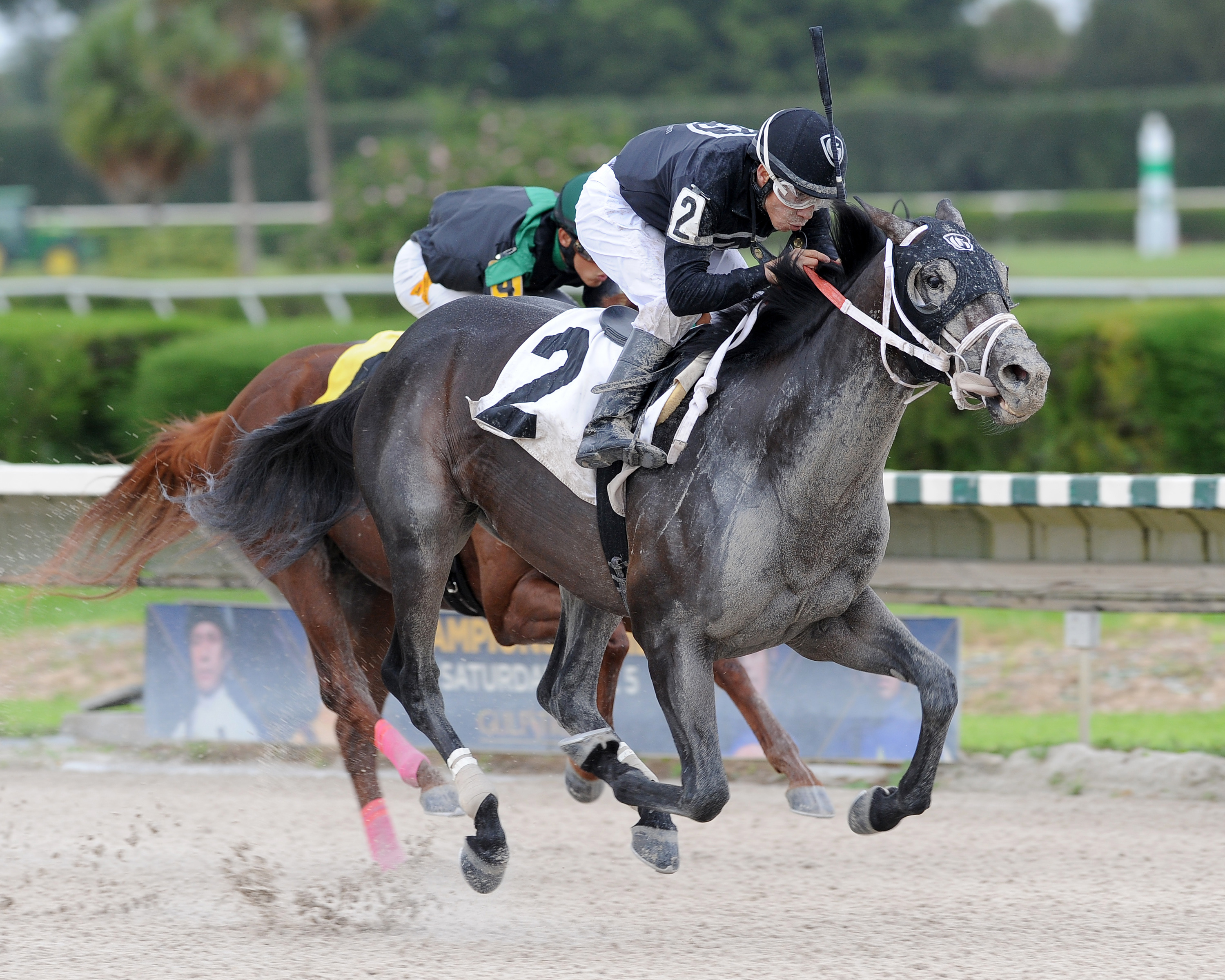 Basha wins an Oct. 13 allowance race at Gulfstream Park West