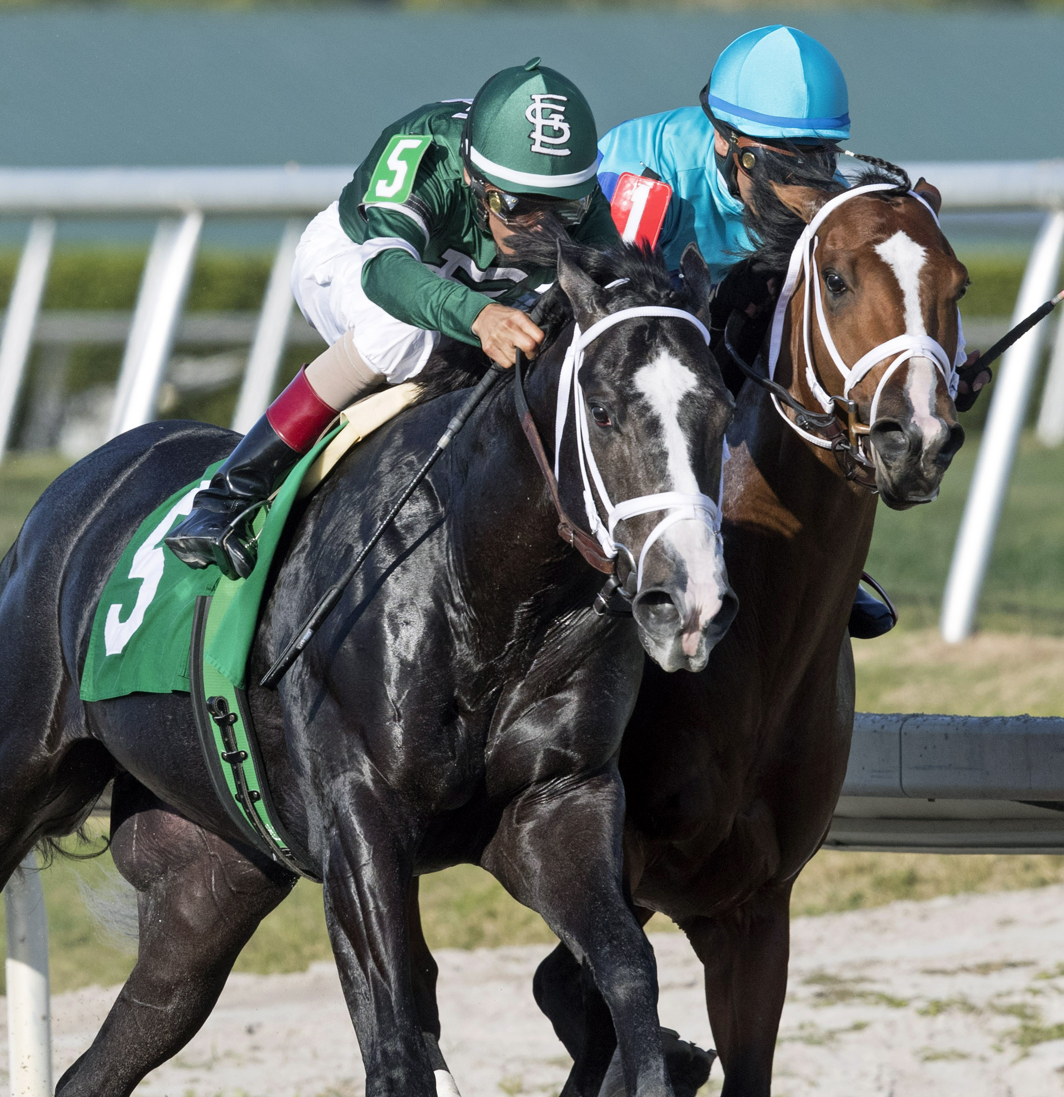 Battalion Runner wins a Gulfstream allowance race on Feb. 3