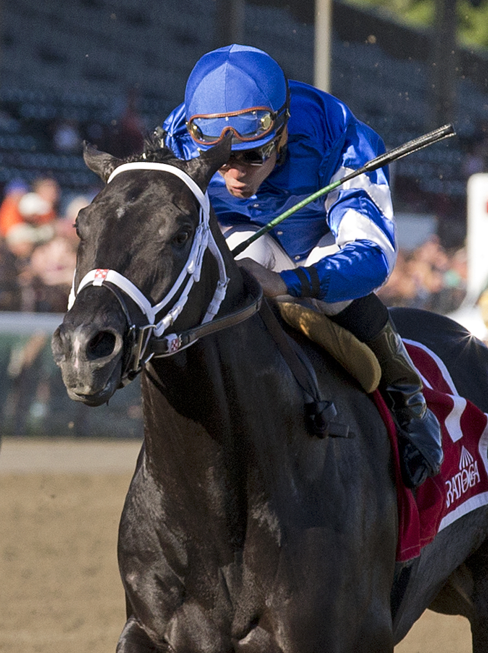 Bay of Plenty wins 2015 Alydar