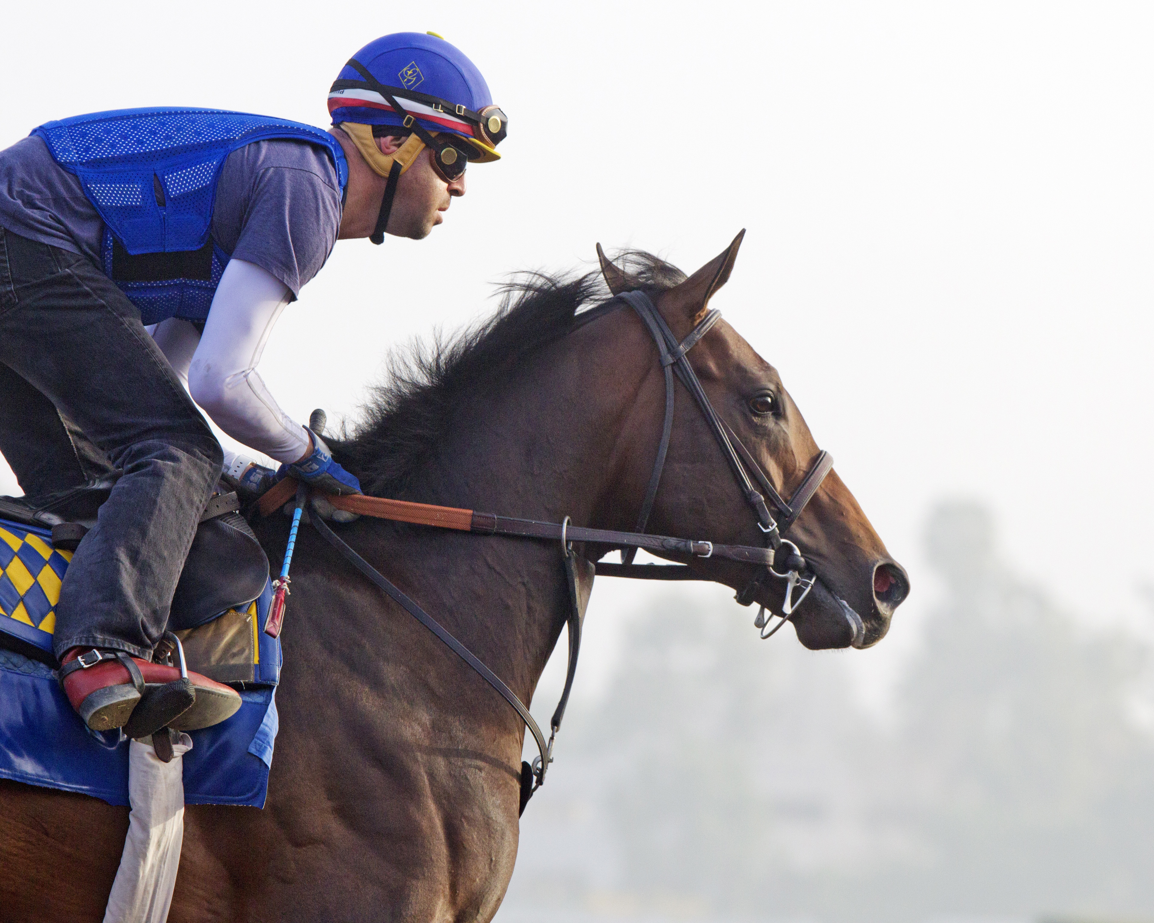 Bayern at Santa Anita on Feb. 19