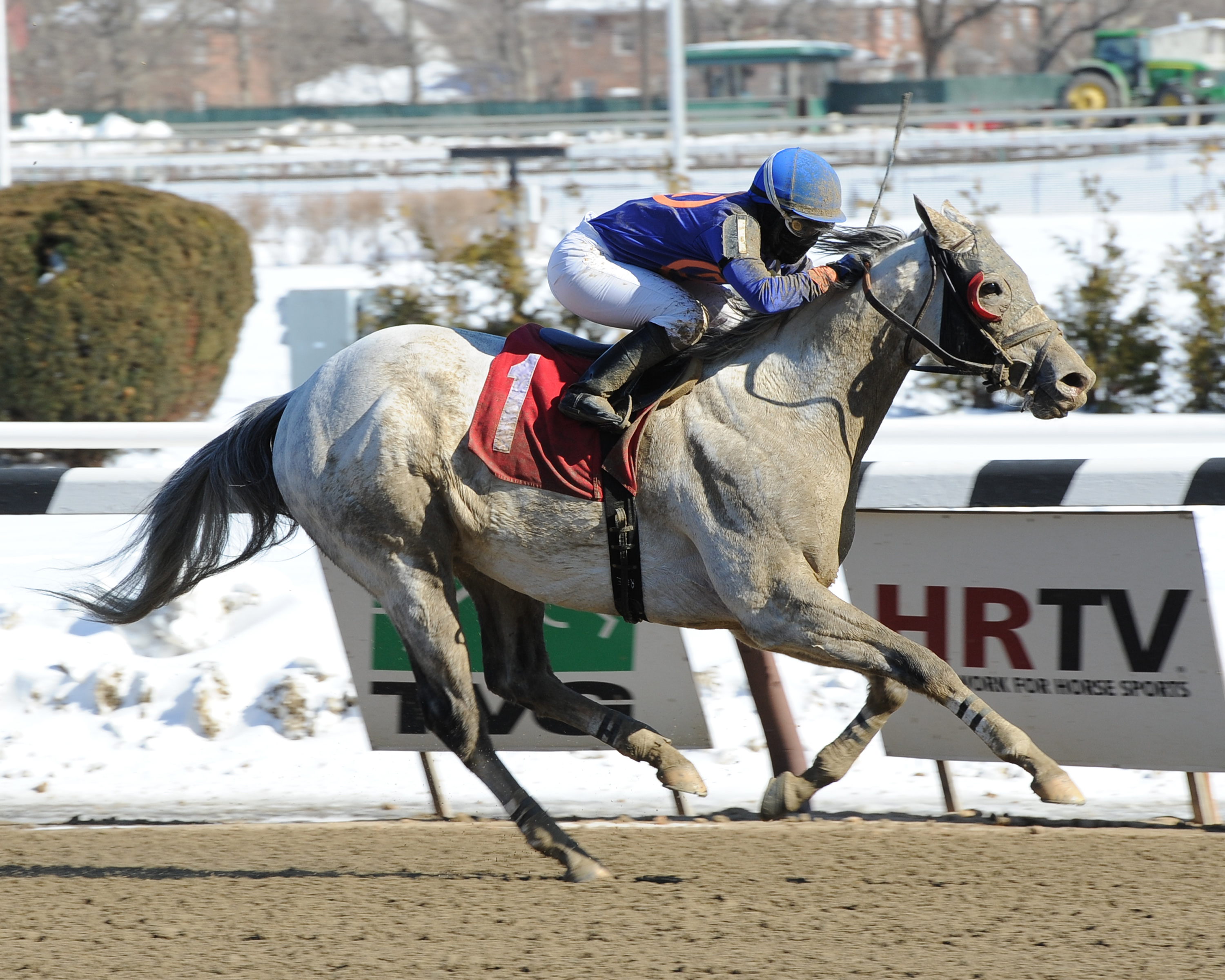 Be Bullish wins the Hollie Hughes