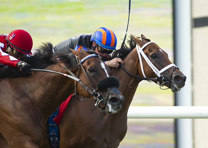 Beau Recall wins the 2019 Yellow Ribbon Handicap at Del Mar