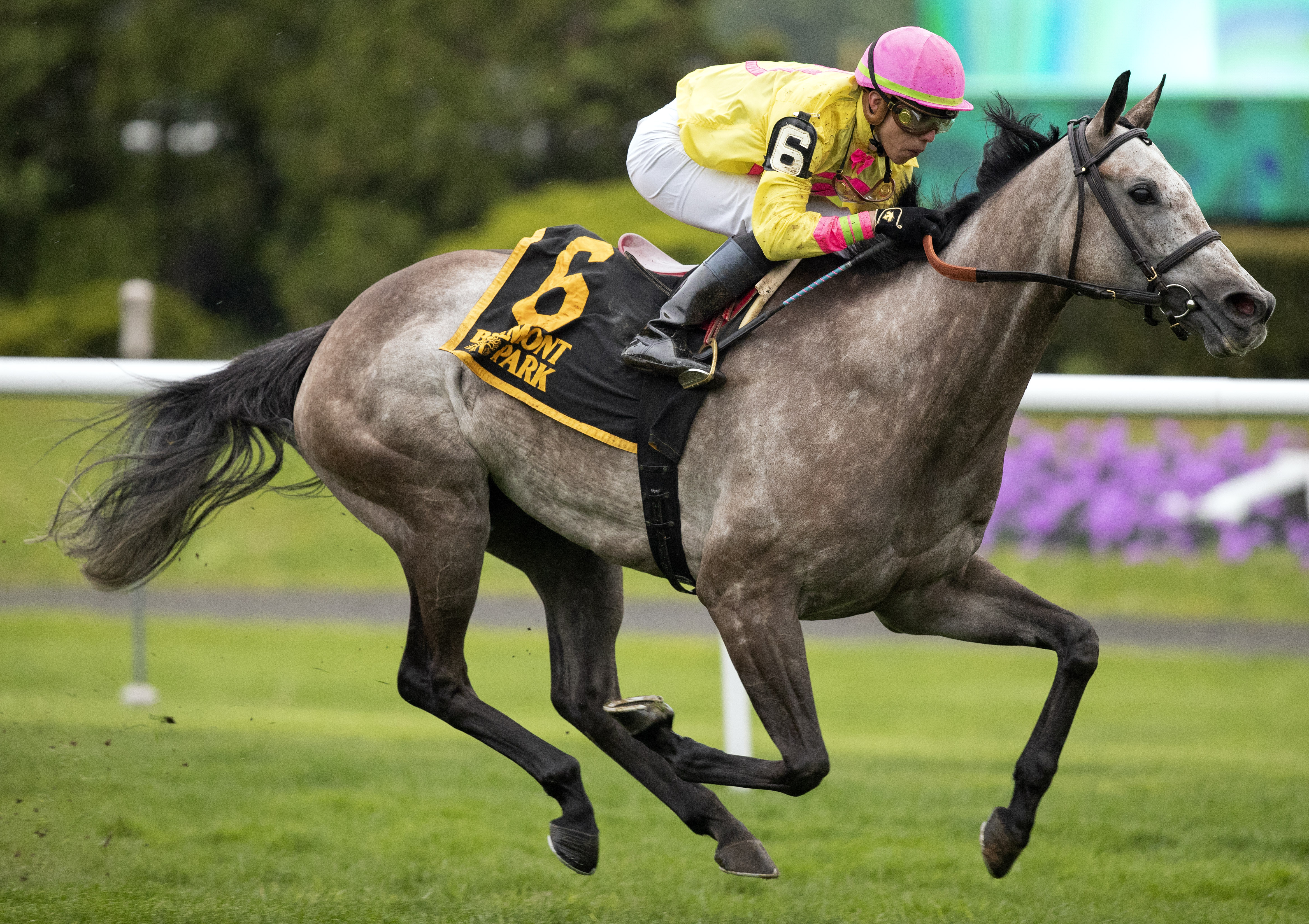 A Raving Beauty wins 2018 Beaugay