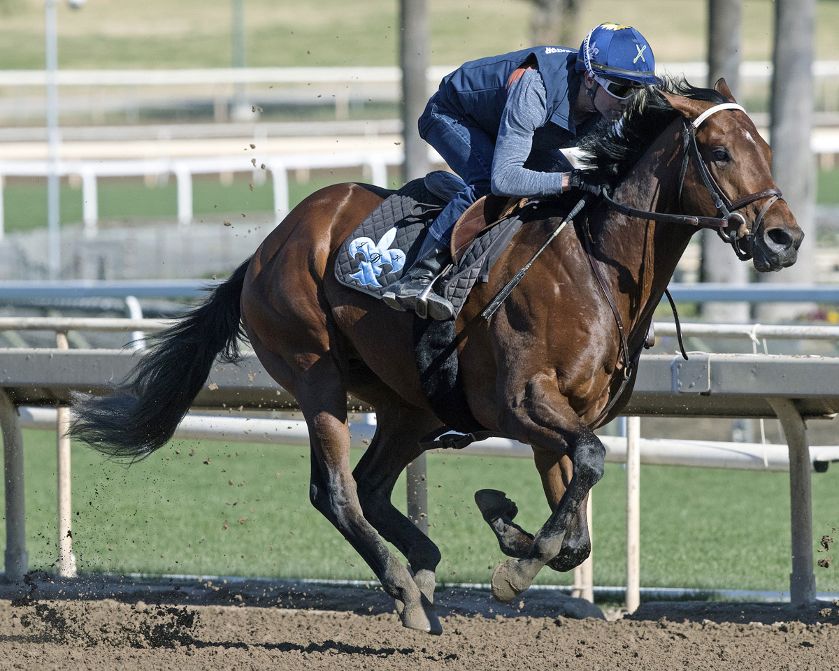 Beautiful Shot trains at Santa Anita on March 4