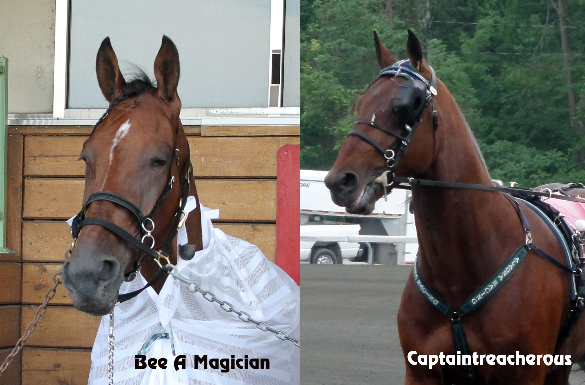 Bee A Magician_Captain
